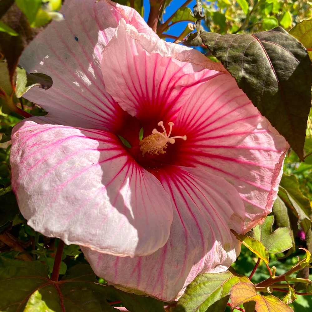 Meet your Posher, Enedina